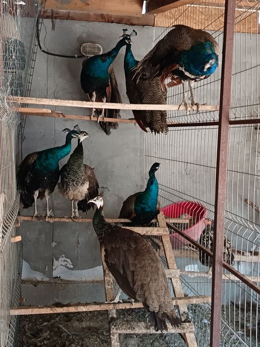 Pauni standard de 1 an si 3 luni