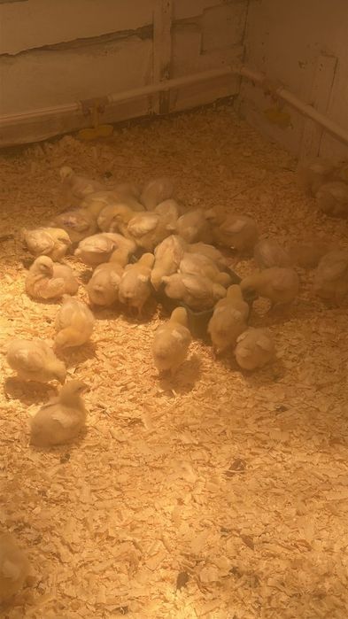 Бройлеров кобб 500