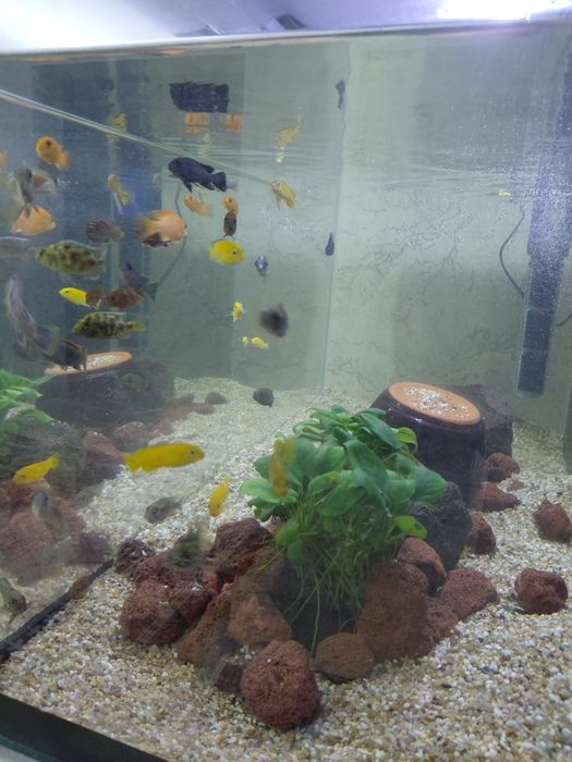 Продам малависких цихлид