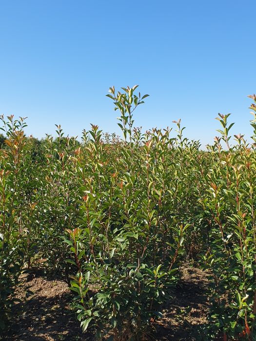 Platani englezesc Photinia Red Robin Laur englezesc  leylandi mestecan tei stejar Palmieri Măslini