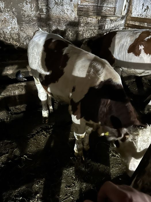 Vitel de baltată romanească 5 luni