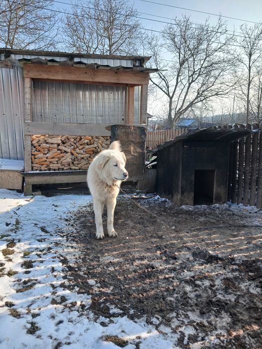 Isi cauta o noua casa