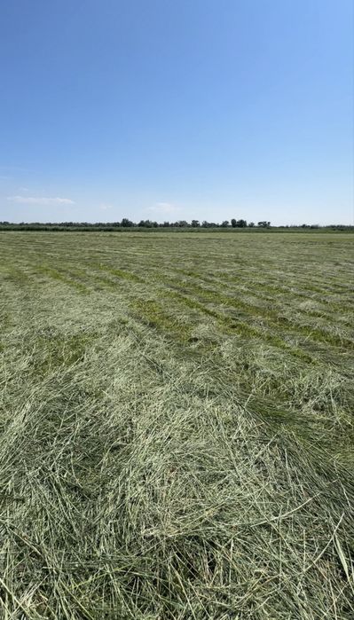 Сено в тюках с поля