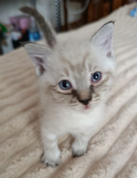 Отдам котят в хорошие руки