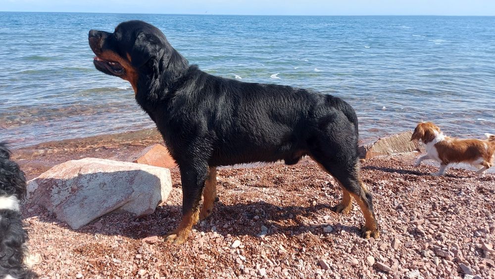 Ротвейлер  в поисках невесты