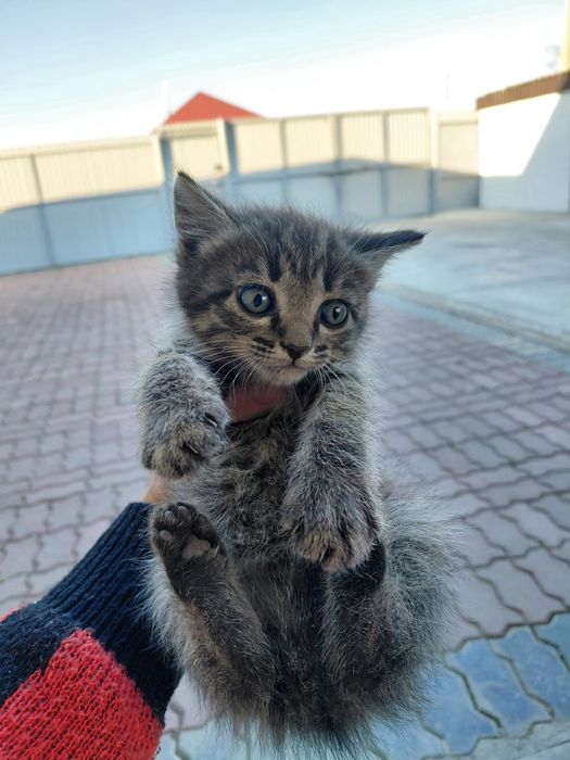 Отдам котят добрые руки