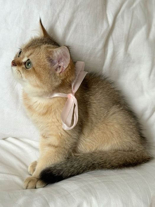 British shorthair băiețel