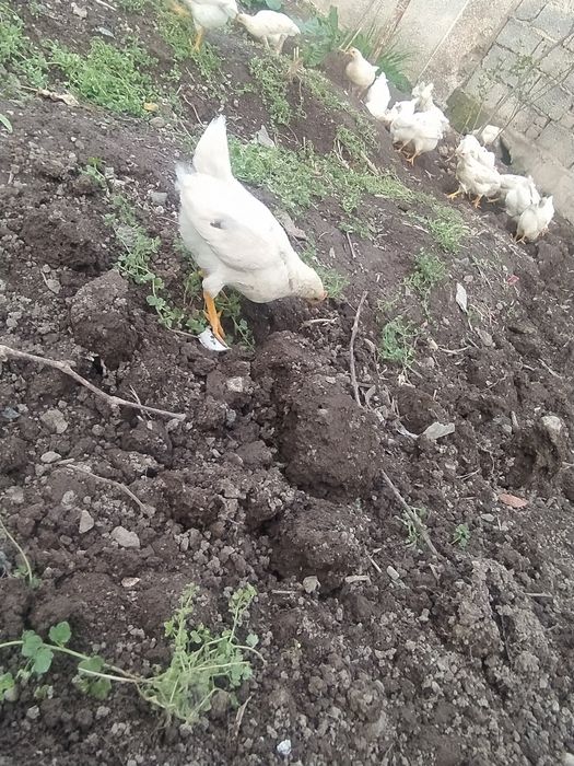 2 oyli tuxum qoyadigan jojalar