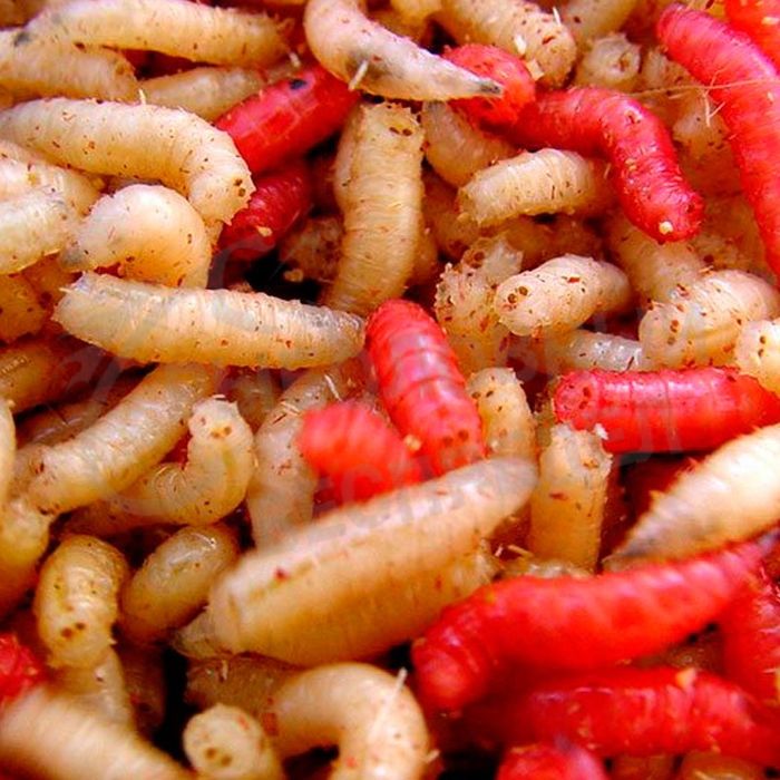 Мотыль мормыш опарыш