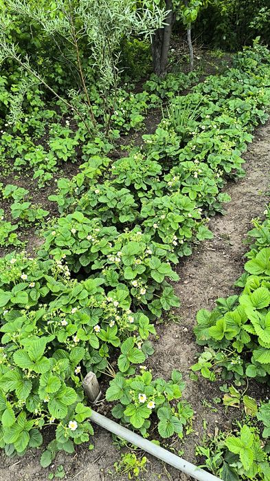 Продам дачу 17 маршрут 1общество