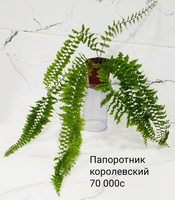 Папоротники комнатные.