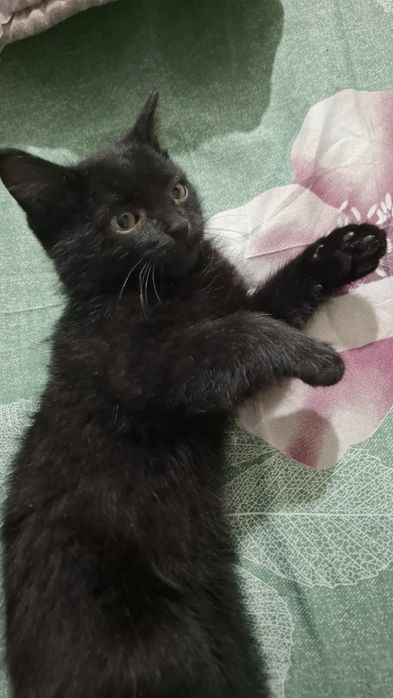 Отдадим мальчика в добрые руки