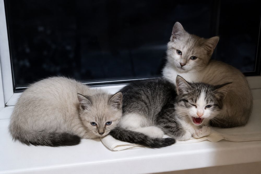 Котята ищут дом.