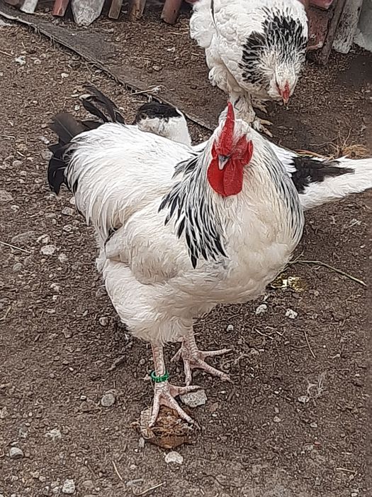 De vânzare cocosi rasa susex