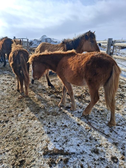 Лошадь жеребенк ...