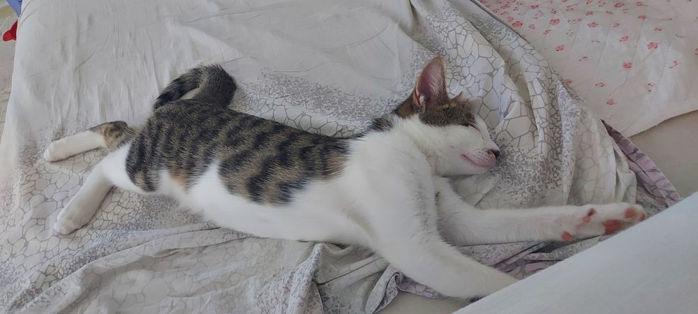 Котенок, четыре месяца.  Мальчик.