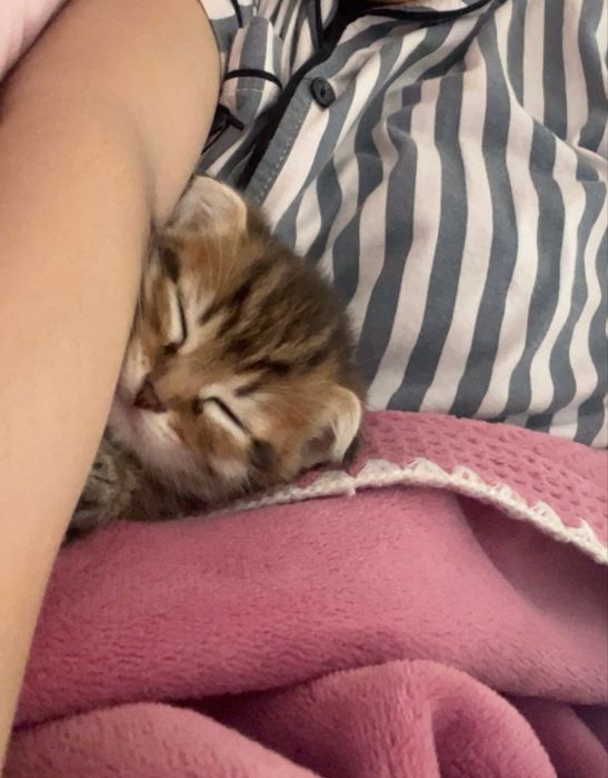 котята котята котята