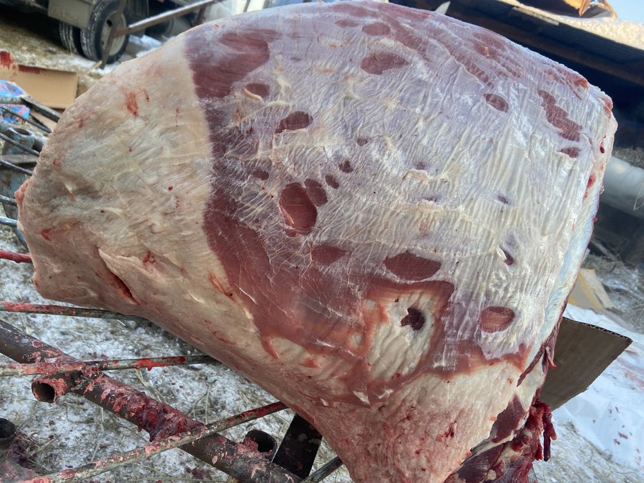 Жылкы етиза согым