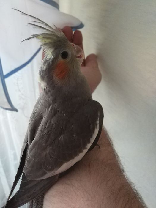Продам попугая Корелла,Ручной,Молодой!