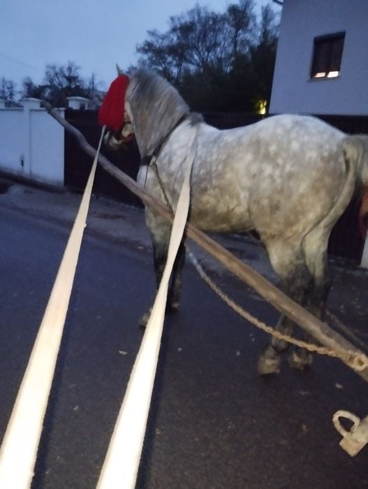 Armăsar de vânzare are 6 ani