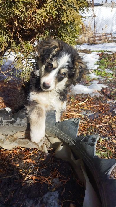 Очаровательная щенок-девочка ищет дом :)