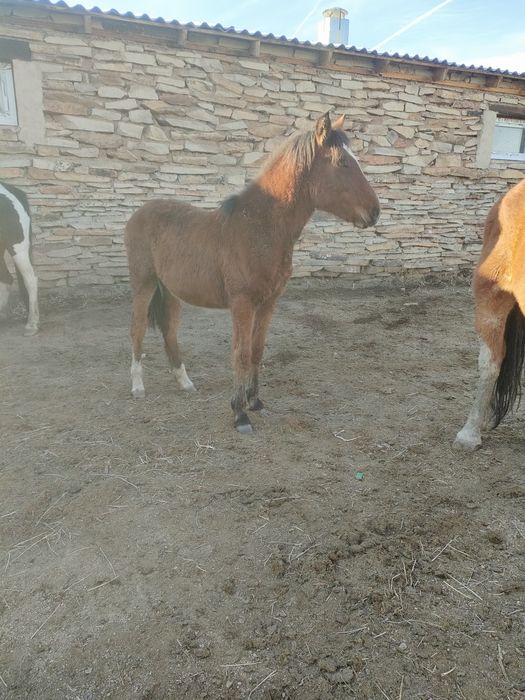 Жеребята, породы Карабаир