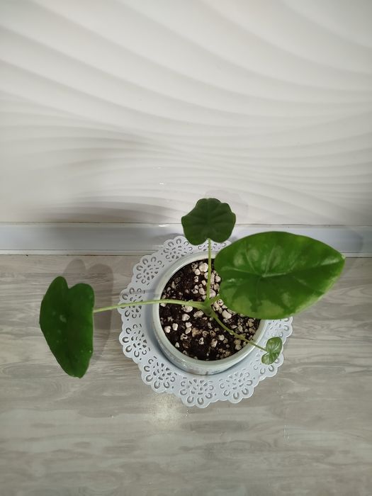Alakaziya makro karpa