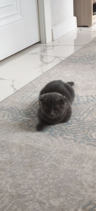 Котёнок 2 месячный очень ласковый