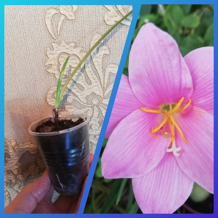 Комнатные растения