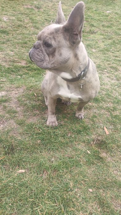 Френски булдог ..