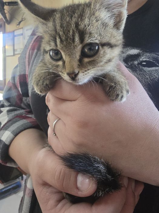 Котёнок девочка  в добрые руки.