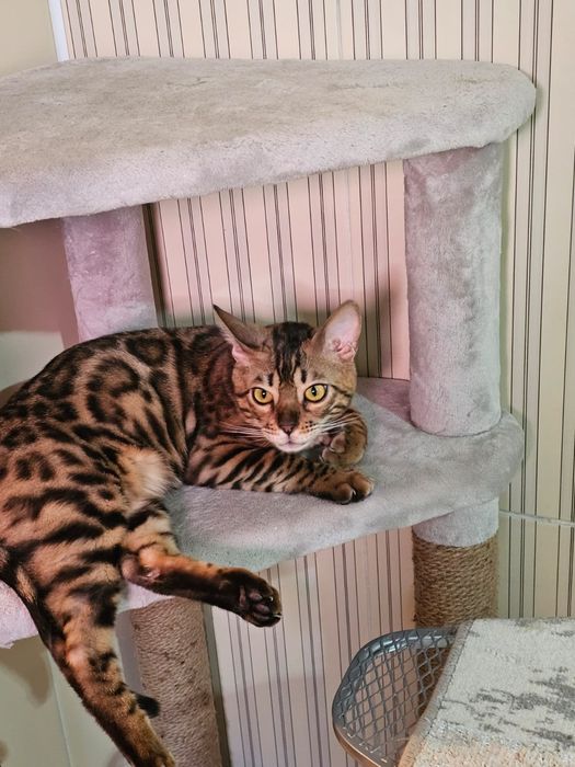 Кот бенгал , игровый