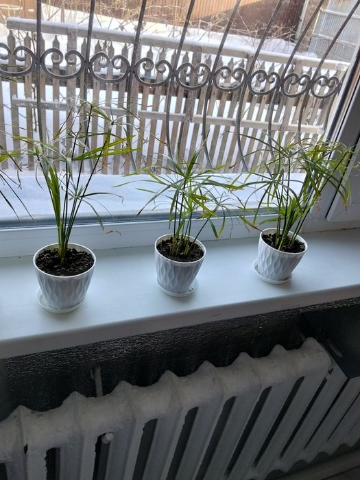 Цветок комнатный водохлеб