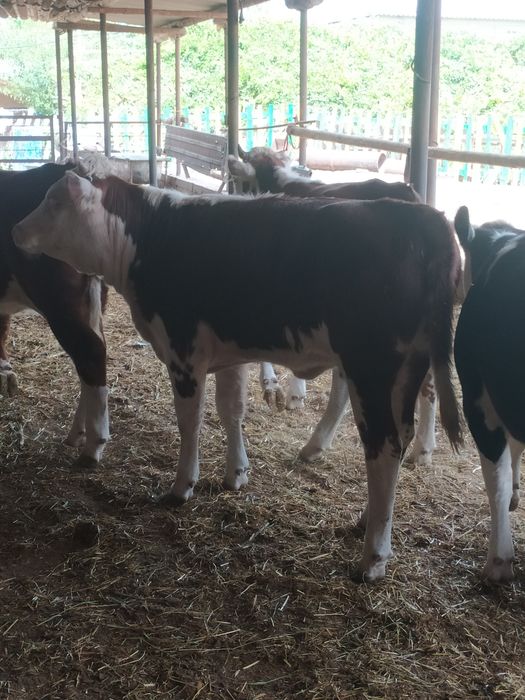 Жас қашар еті бар жiлiкке наличка