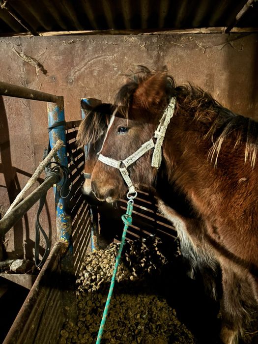 Продам ноқта(недоуздок) ручная работа.