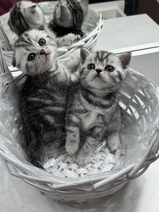 Продаются шотландские котята