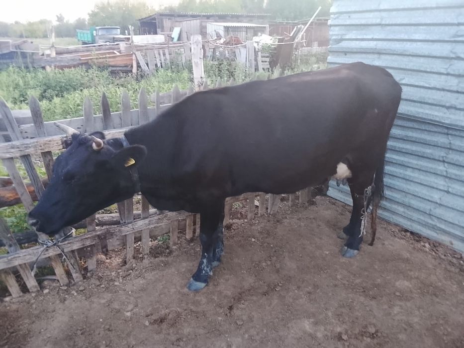 На продаже корова