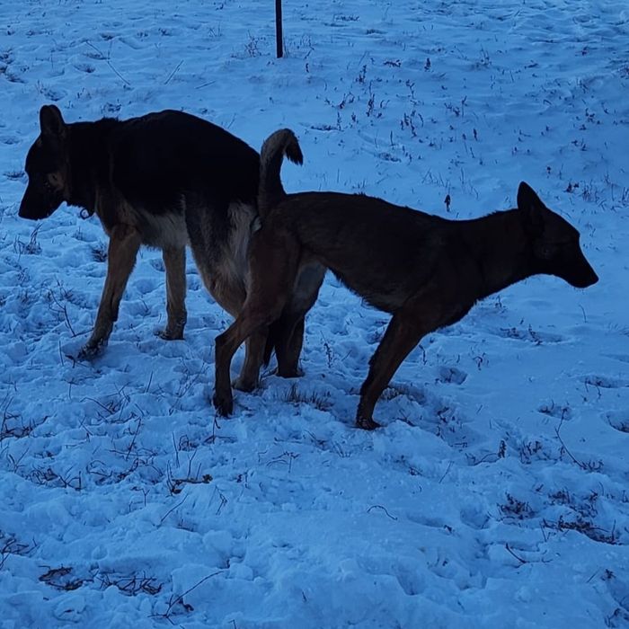 Бельгийская овчарка