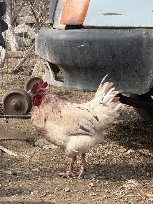 2 Қораз сатылады