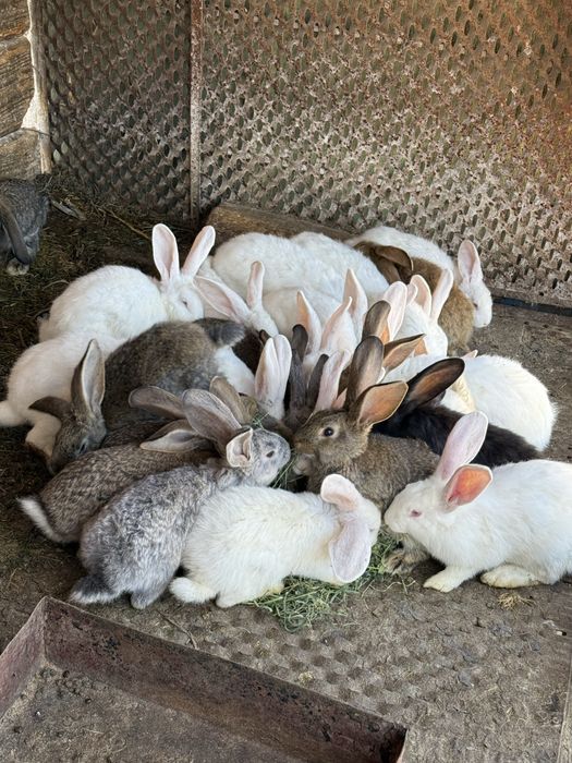 Vand iepuri de crescut sau sacrificat.