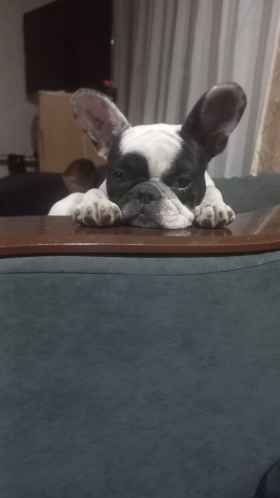 Щенки французского бульдога