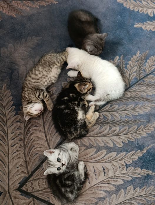 Продам породистых котят
