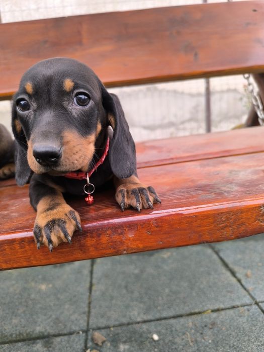 Teckel negru standard