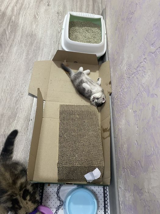 Передержка