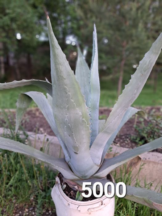 Люстра хрустальная рожковая.