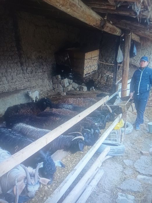 Chorva mollari sotiladi