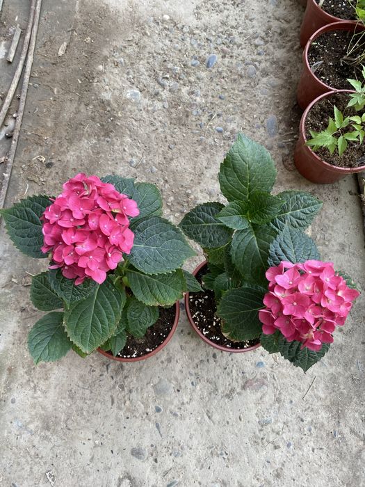 Крупнолистная Гортензия.