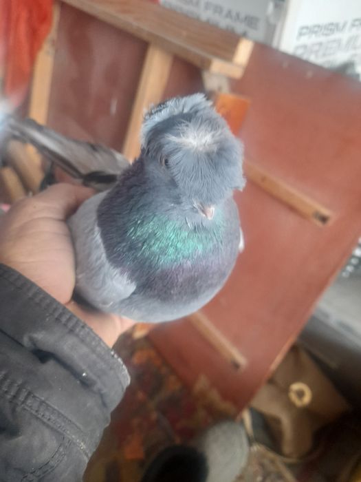 Голуби сизые пара