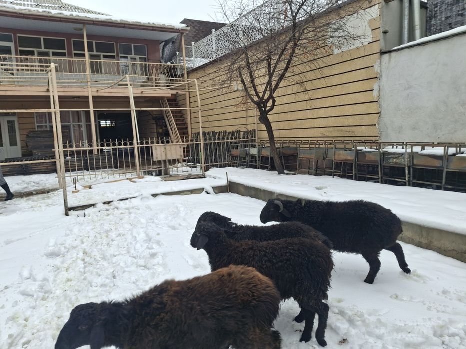 Токтылар и қошкарлар