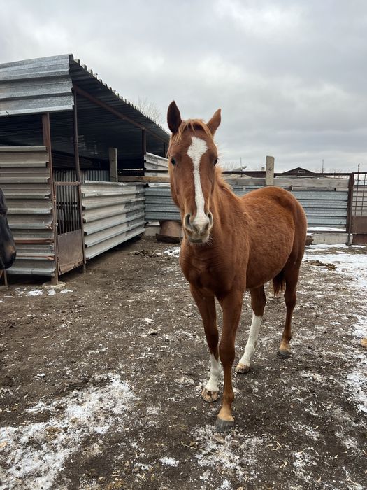 Тай сатылады чистокровный, продается